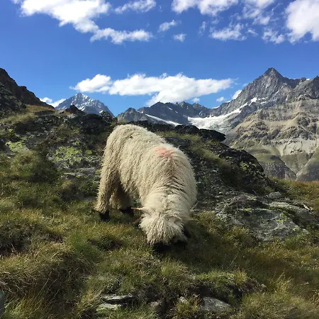 Hotel Pop Up Zermatt